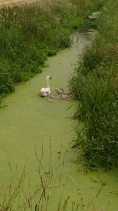 Out for a swim